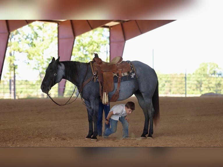 American Quarter Horse Mare 14 years Roan-Blue in Bee Branch