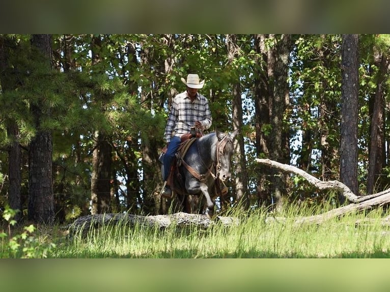 American Quarter Horse Mare 14 years Roan-Blue in Bee Branch