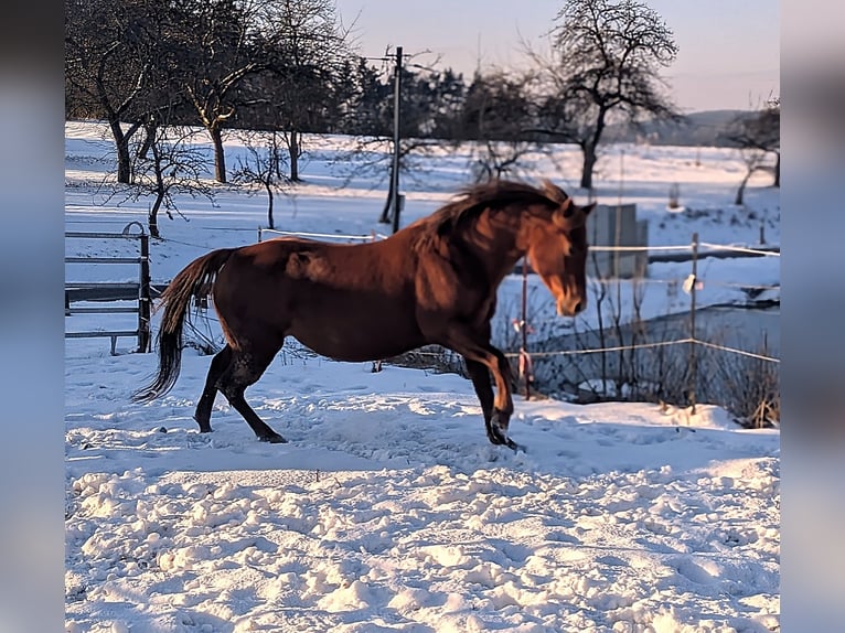 American Quarter Horse Mare 14 years  in Neukirchen bei Sulzbach-Rosenberg