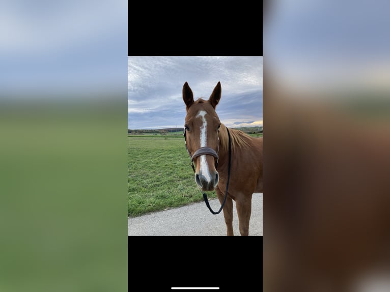 American Quarter Horse Mare 15 years 14,1 hh Chestnut-Red in Ditzingen