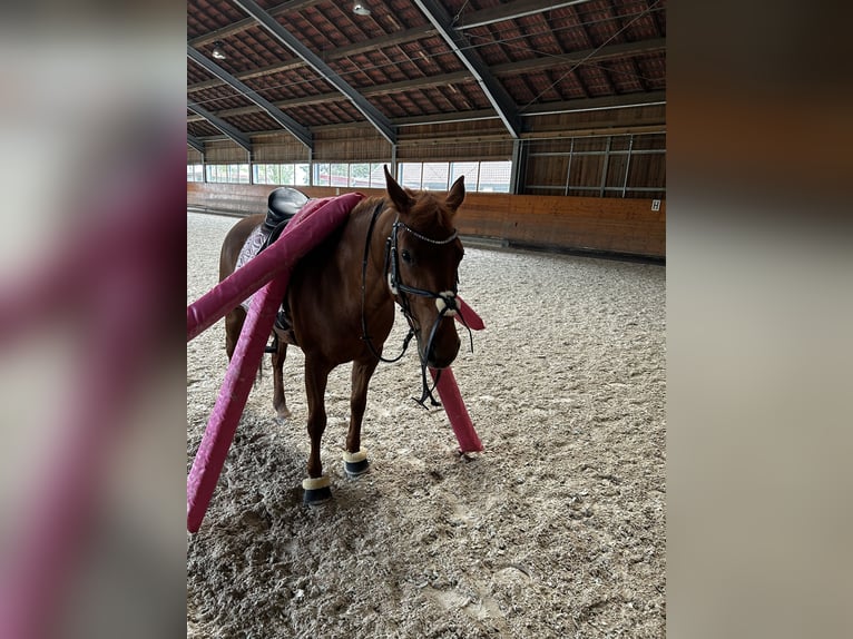 American Quarter Horse Mix Mare 15 years 14.1 hh Chestnut-Red in Regensburg