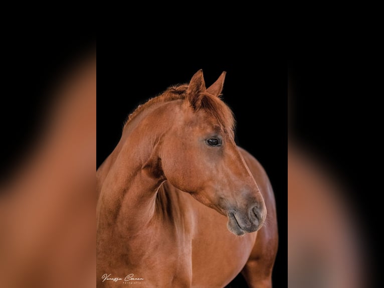 American Quarter Horse Mix Mare 15 years 14.1 hh Chestnut-Red in Regensburg