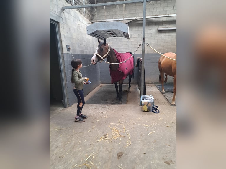 American Quarter Horse Mare 15 years 14,2 hh Brown in Dessel