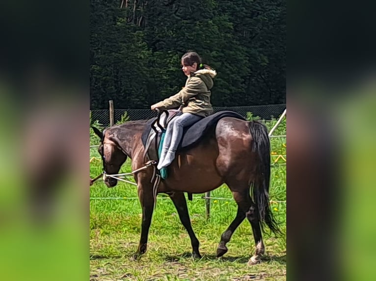 American Quarter Horse Mare 15 years 14,2 hh Brown in Dessel