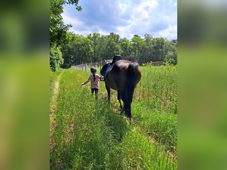 American Quarter Horse Mare 15 years 14,2 hh Brown in Dessel