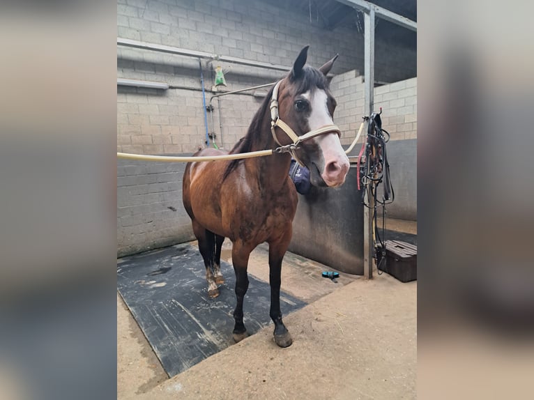 American Quarter Horse Mare 15 years 14,2 hh Brown in Dessel