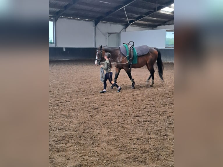 American Quarter Horse Mare 15 years 14,2 hh Brown in Dessel