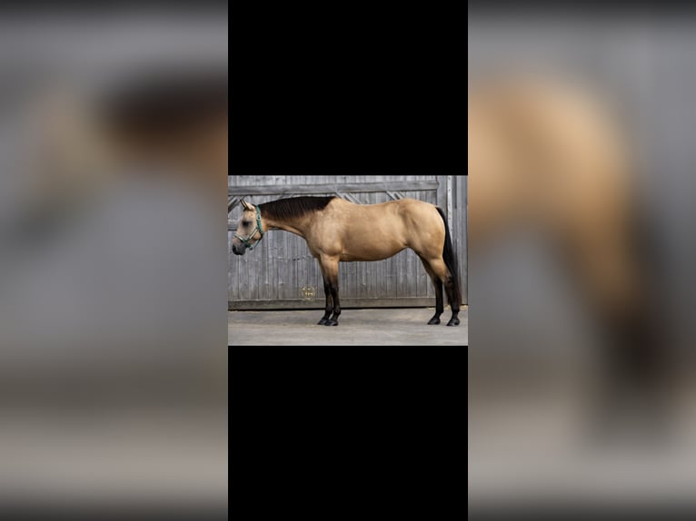 American Quarter Horse Mare 15 years 14,2 hh Buckskin in Parkstein