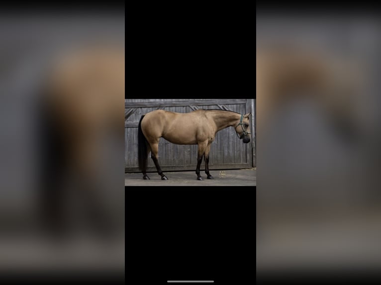 American Quarter Horse Mare 15 years 14,2 hh Buckskin in Parkstein