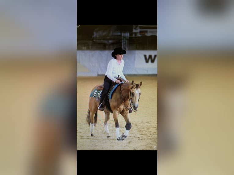 American Quarter Horse Mare 15 years 14,2 hh Buckskin in Parkstein