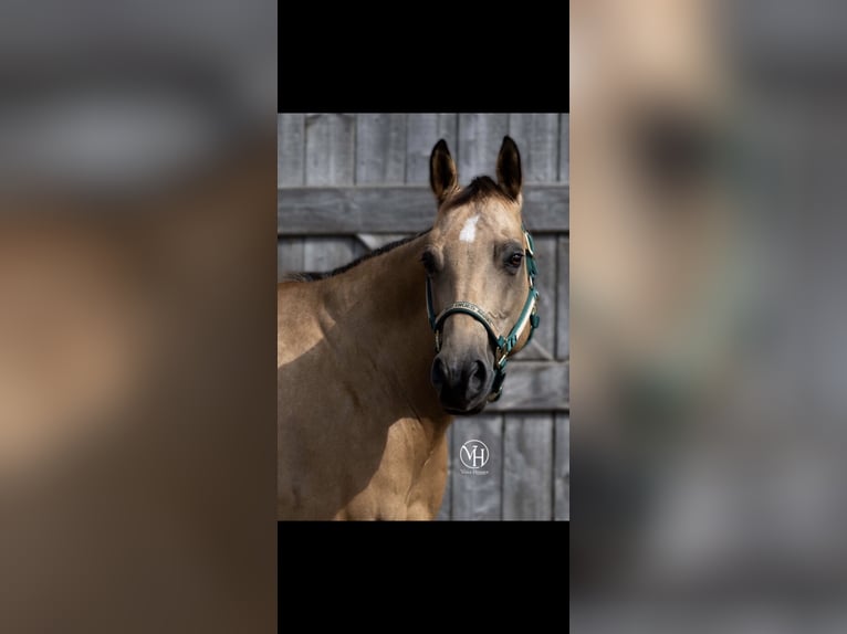 American Quarter Horse Mare 15 years 14,2 hh Buckskin in Parkstein