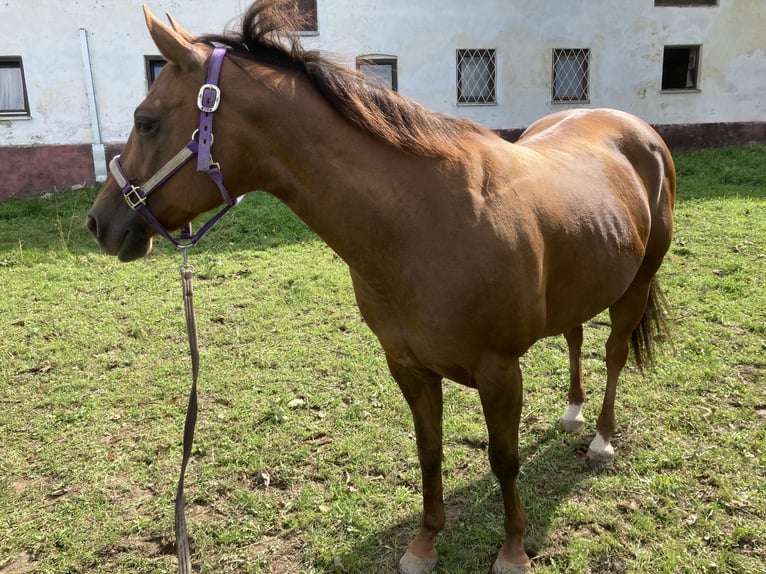 American Quarter Horse Mare 15 years 14,2 hh Chestnut in Velden