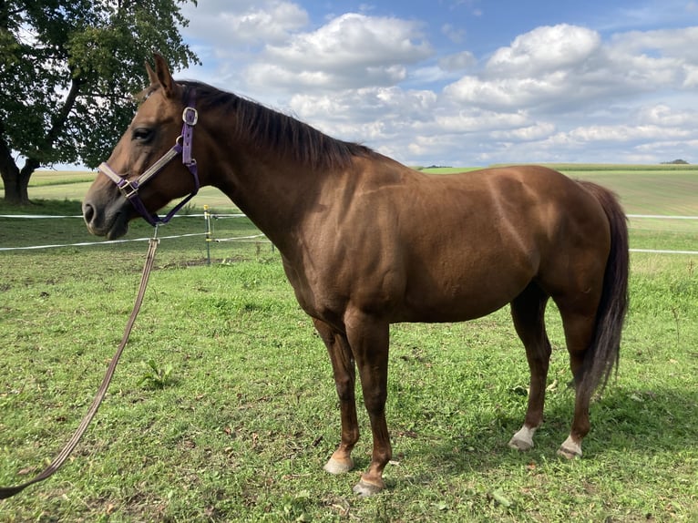 American Quarter Horse Mare 15 years 14,2 hh Chestnut in Velden