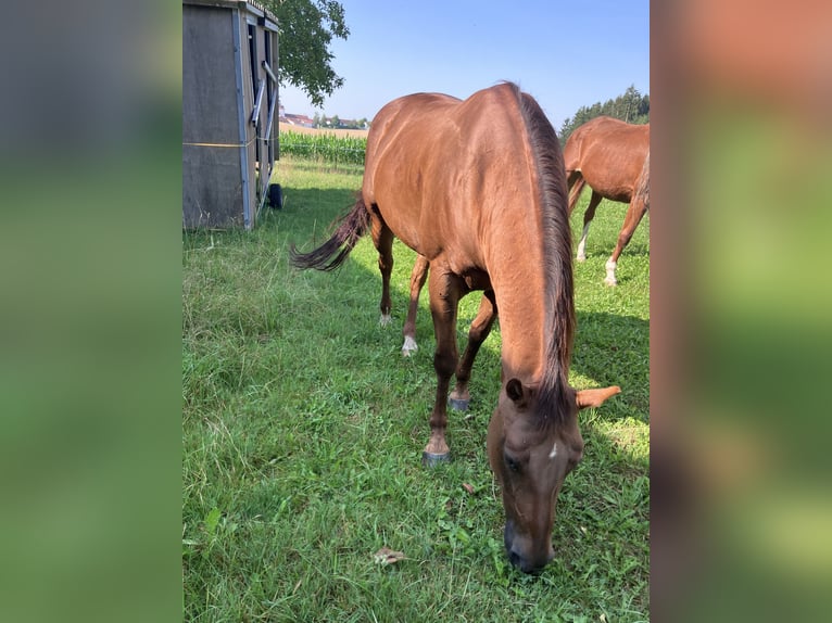 American Quarter Horse Mare 15 years 14,2 hh Chestnut in Velden