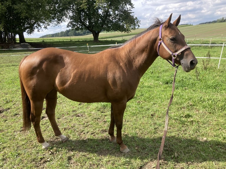 American Quarter Horse Mare 15 years 14,2 hh Chestnut in Velden