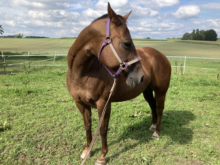 American Quarter Horse Mare 15 years 14,2 hh Chestnut in Velden