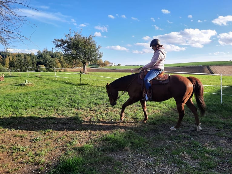 American Quarter Horse Mare 15 years 14,2 hh Chestnut in Velden