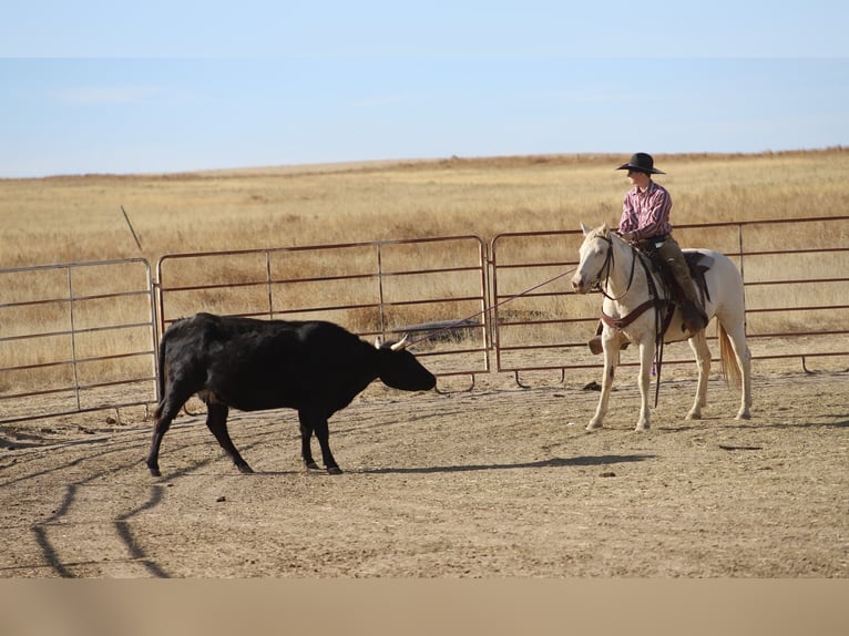 American Quarter Horse Mare 15 years 14,2 hh Cremello in Nunn Co