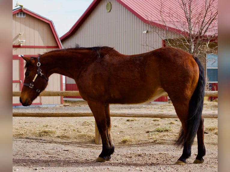 American Quarter Horse Mare 15 years 14.3 hh Bay in Fort Collins