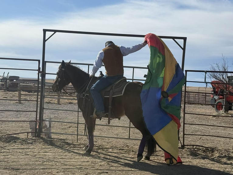 American Quarter Horse Mare 15 years 14.3 hh Bay in Fort Collins