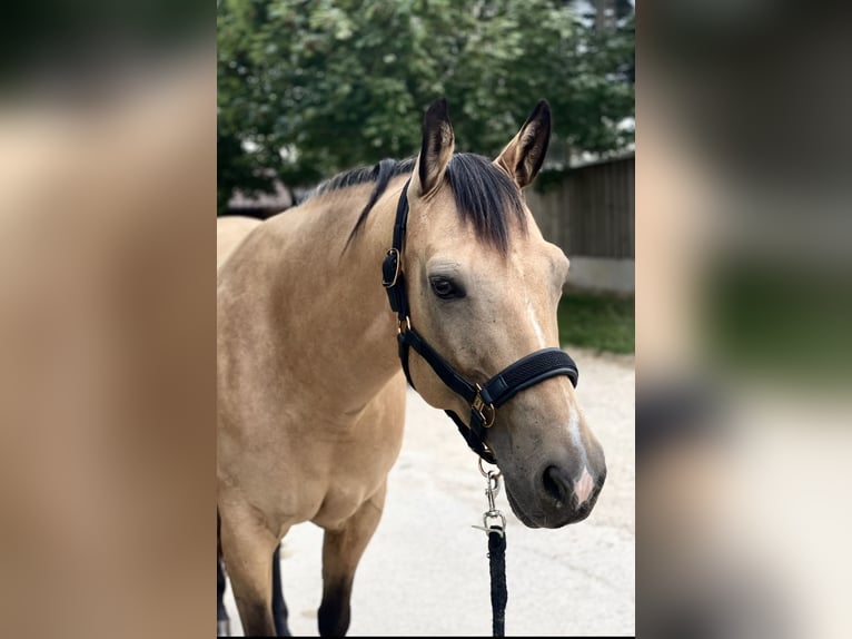 American Quarter Horse Mare 15 years 14.3 hh Buckskin in Altenriet