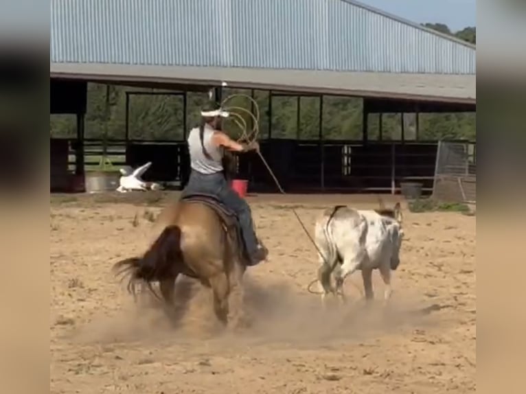 American Quarter Horse Mare 15 years 14,3 hh Buckskin in Kennard