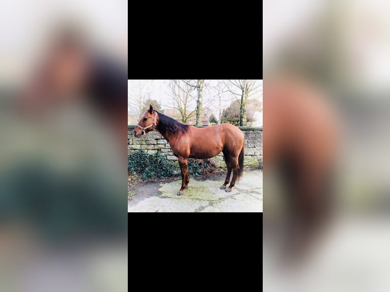 American Quarter Horse Mare 15 years 14.3 hh Red Dun in Dortmund