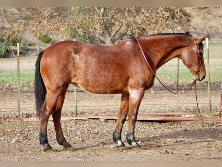 American Quarter Horse Mare 15 years 14,3 hh Roan-Bay in Bitterwater CA