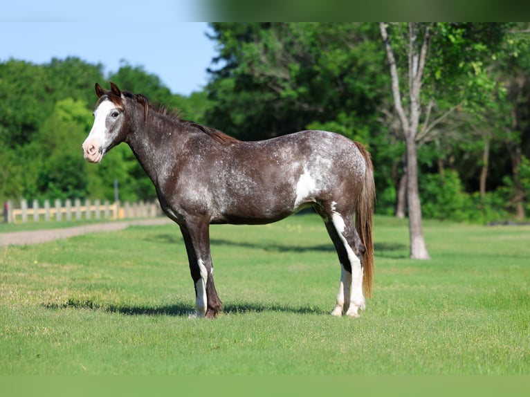 American Quarter Horse Mare 15 years 14 hh Pinto in Forney