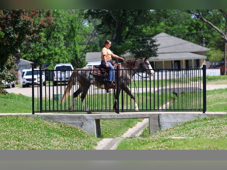 American Quarter Horse Mare 15 years 14 hh Pinto in Forney