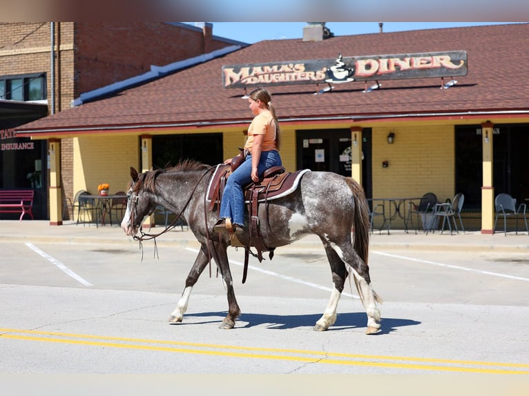 American Quarter Horse Mare 15 years 14 hh Pinto in Forney