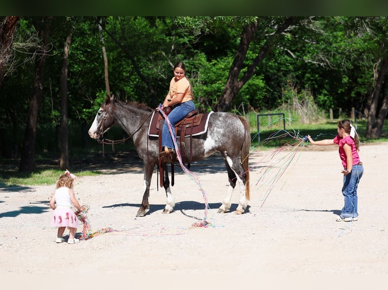 American Quarter Horse Mare 15 years 14 hh Pinto in Forney