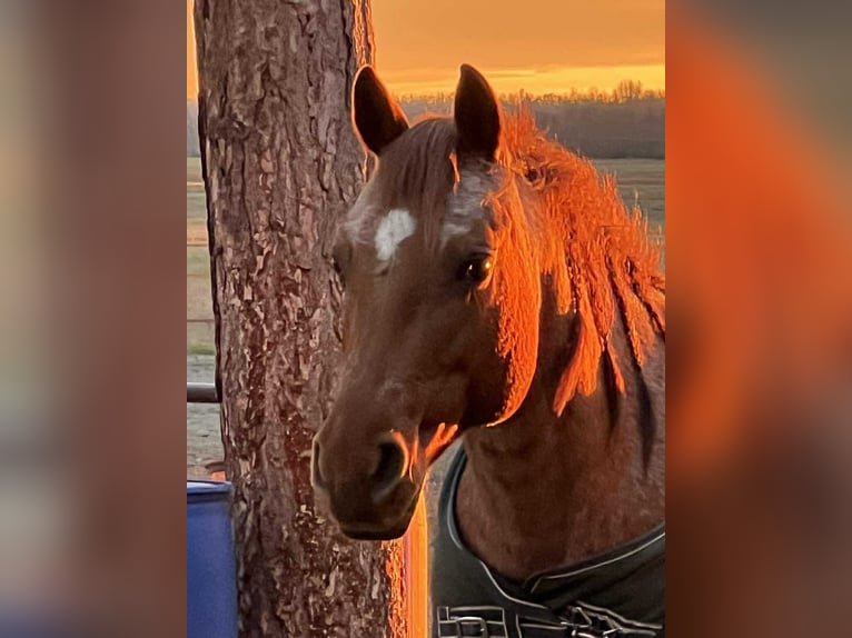 American Quarter Horse Mare 15 years 14 hh Roan-Red in Osterode