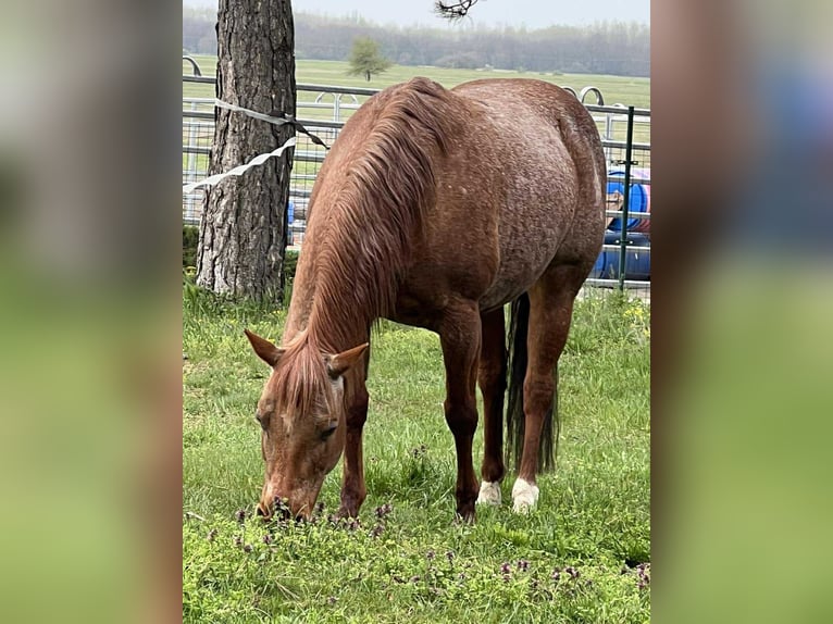 American Quarter Horse Mare 15 years 14 hh Roan-Red in Osterode