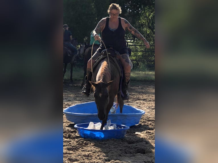 American Quarter Horse Mare 15 years 14 hh Roan-Red in Osterode