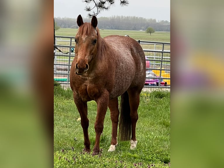 American Quarter Horse Mare 15 years 14 hh Roan-Red in Osterode