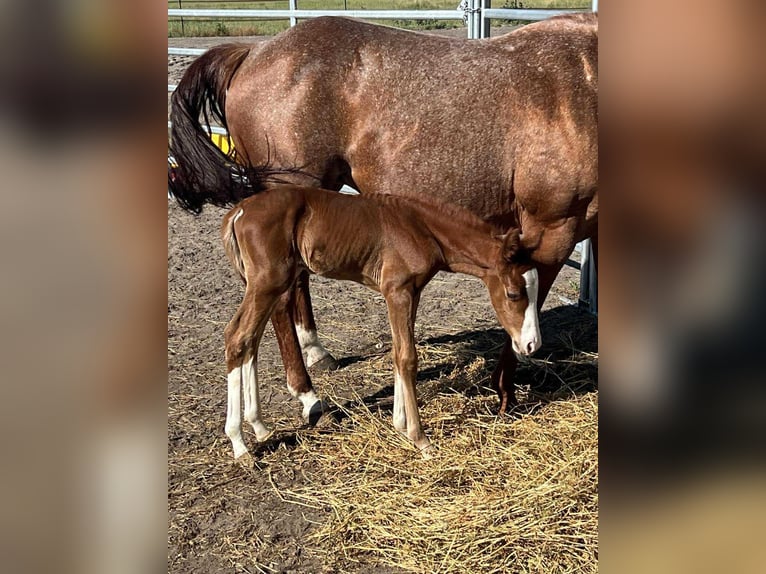 American Quarter Horse Mare 15 years 14 hh Roan-Red in Osterode