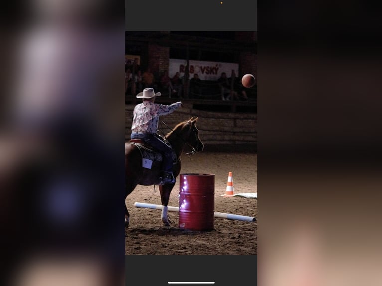 American Quarter Horse Mare 15 years 14 hh Roan-Red in Osterode