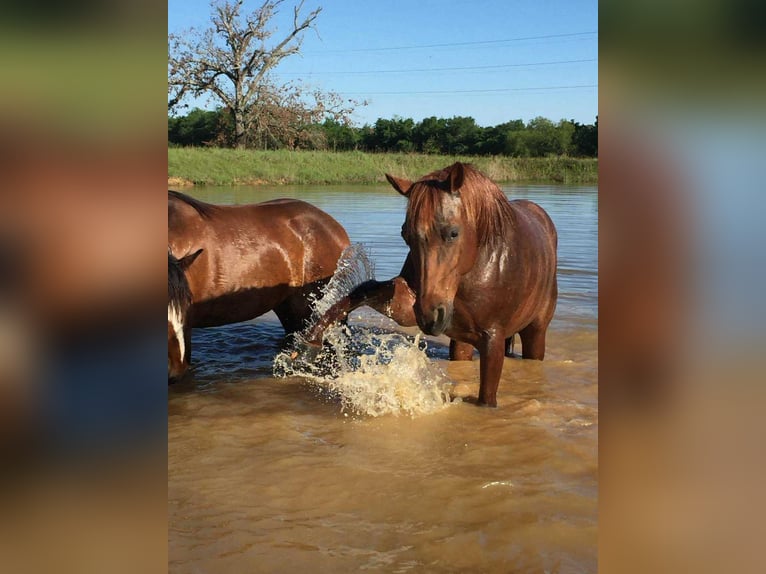 American Quarter Horse Mare 15 years 14 hh Roan-Red in Osterode