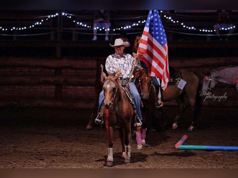 American Quarter Horse Mare 15 years 14 hh Roan-Red in Osterode