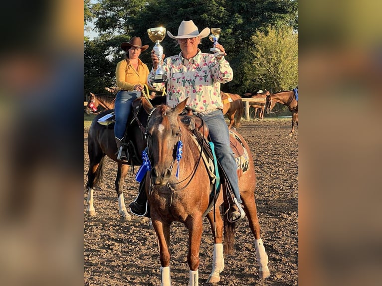 American Quarter Horse Mare 15 years 14 hh Roan-Red in Osterode