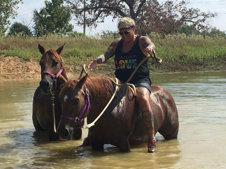 American Quarter Horse Mare 15 years 14 hh Roan-Red in Osterode