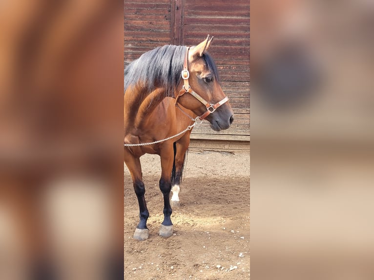 American Quarter Horse Mare 15 years 14,1 hh Brown in Pommelsbrunn