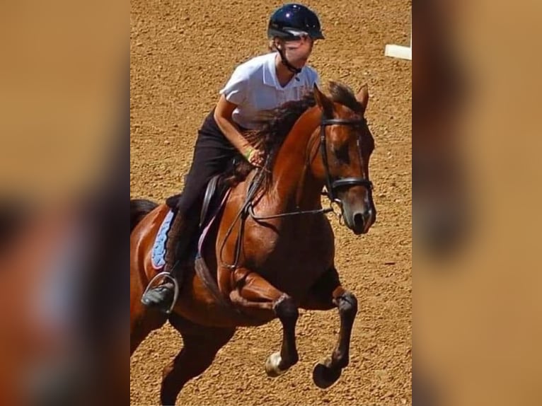 American Quarter Horse Mare 15 years 14,2 hh Bay in Rineyville KY