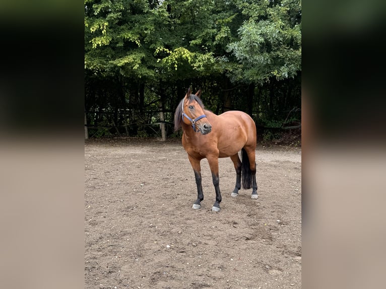 American Quarter Horse Mix Mare 15 years 14,2 hh Brown in Alsdorf