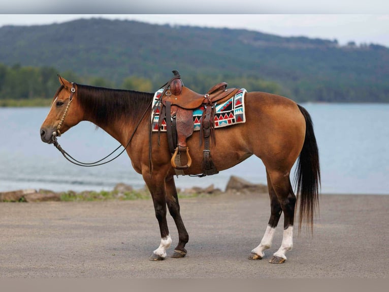 American Quarter Horse Mare 15 years 14,2 hh Buckskin in Quitman