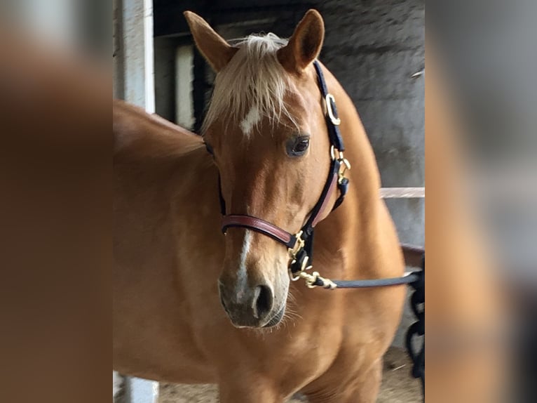 American Quarter Horse Mare 15 years 14,2 hh Palomino in Sch&#xF6;nwalde