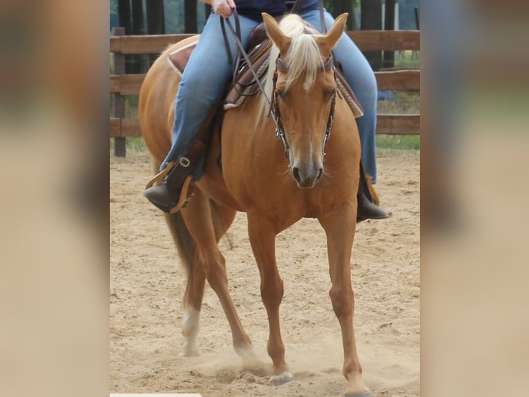 American Quarter Horse Mare 15 years 14,2 hh Palomino in Sch&#xF6;nwalde