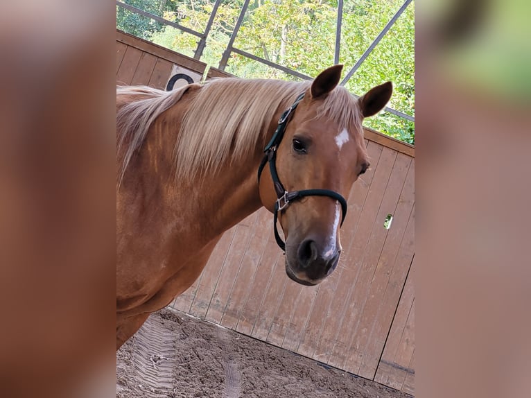 American Quarter Horse Mare 15 years 14,2 hh Palomino in Sch&#xF6;nwalde
