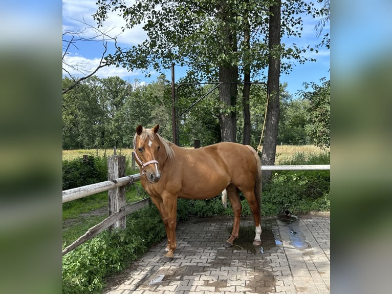 American Quarter Horse Mare 15 years 14,2 hh Palomino in Sch&#xF6;nwalde